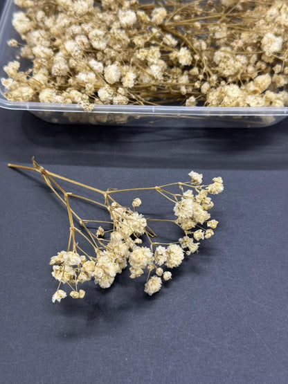 Dry Flower - Baby Breath - Off White - 1 box
