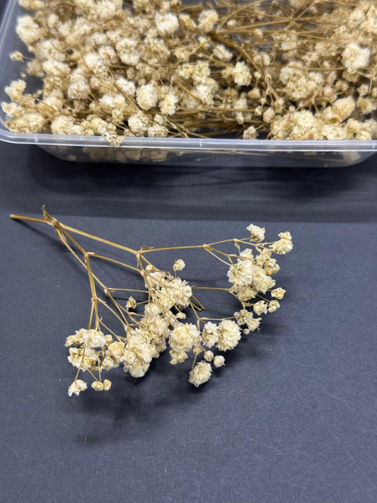 Dry Flower - Baby Breath - Off White - 10 boxes